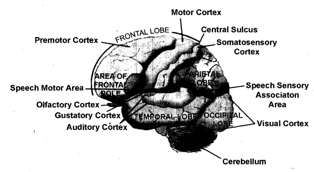 define auditory