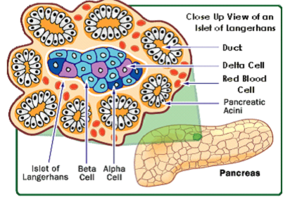 islets of langerhans alpha and beta cells