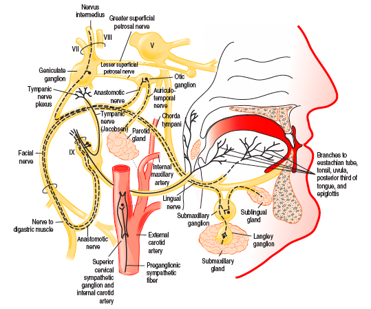 Taste Disorders Taste Disorder Primary Taste Disorder Secondary 