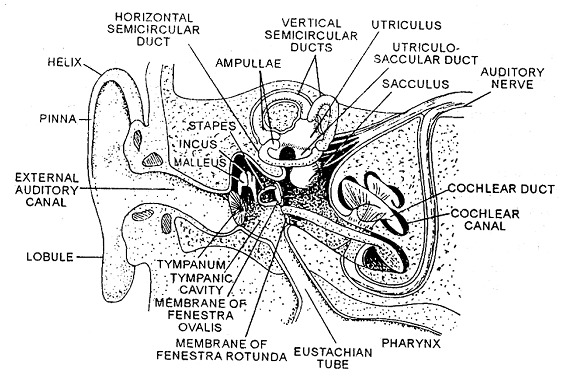 External Ear, Externa L Ear - It Is An Oval Shaped, Some What Funnel 