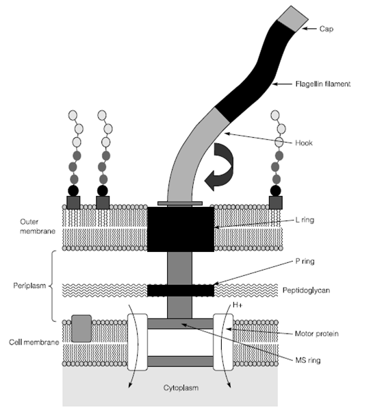 The Structure Of The Bacterial Flagellum Bacterial Flagella And Movement Assignment Help