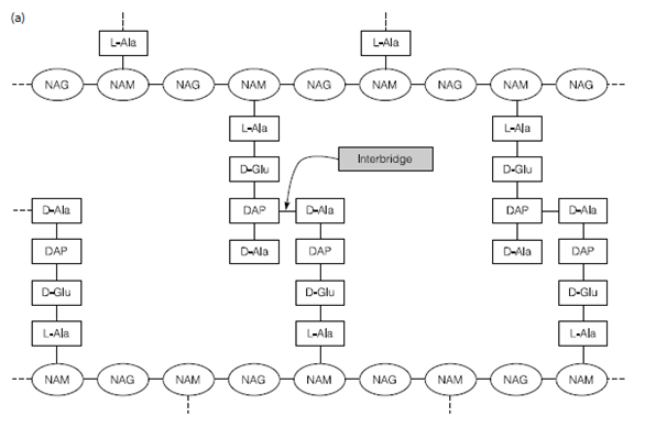 105_Peptidoglycan.png