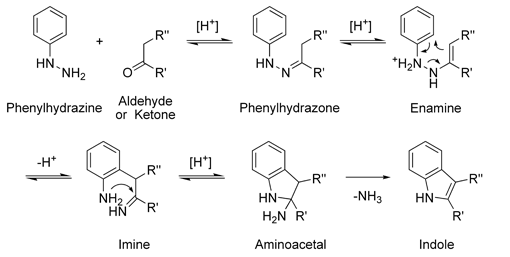 1065_Fischer-indole-synthesis-mechanism.png