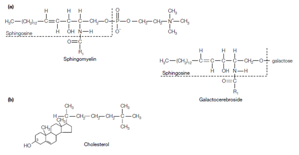 110_Sphingolipids.png