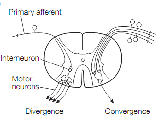 1146_Divergence.png