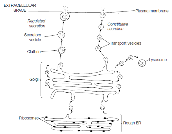 1306_Exocytosis.png