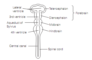 1497_Brain.png