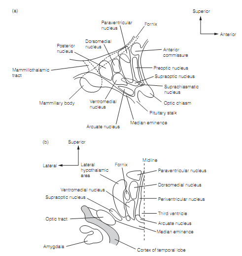 1500_Hypothalamus.png