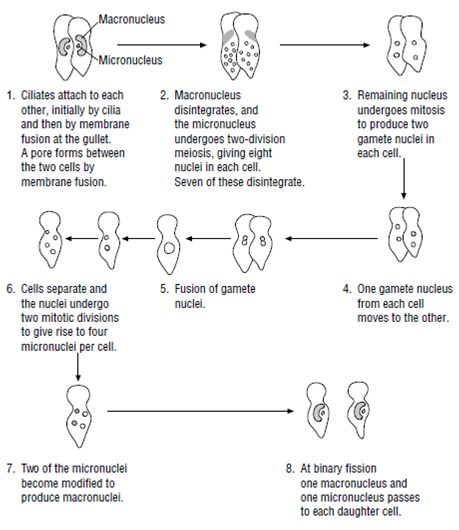 2090_Alveolates.png