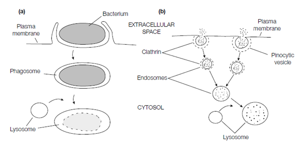 216_Pinocytosis.png