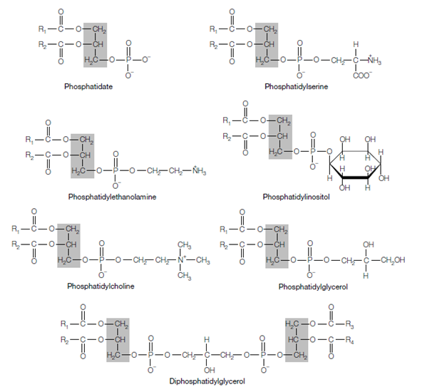 2223_Glycerophospholipids.png