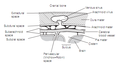 2318_Meninges.png