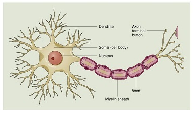 2489_Neurons.png