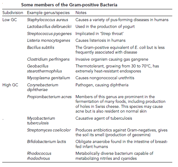 2496_Bacillus.png