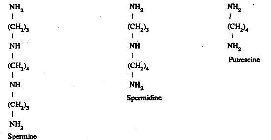 1005_Synthesis of Polyamine.png