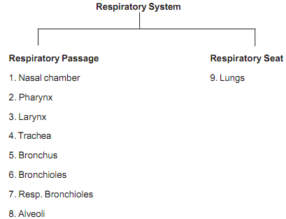 1024_parts of human respiratory system.png