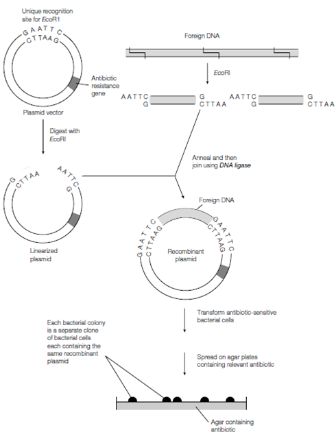 1031_DNA libraries.png