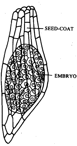 1036_Anemochory - Dispersal of Seeds.png