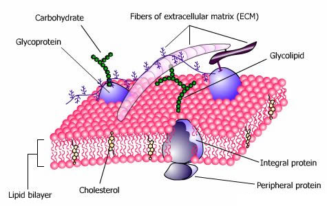 1037_Membrane Lipids.png