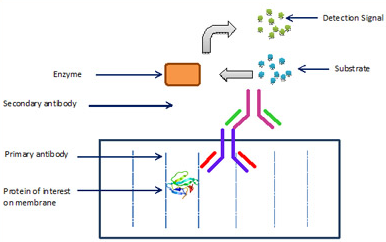 1050_Antibodies As Tools.png