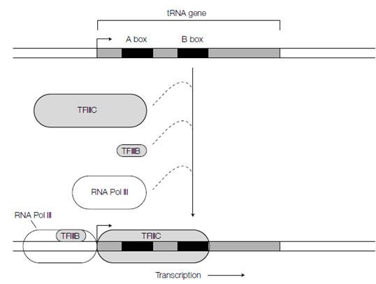 1059_Transcription and processing of tRNA in eukaryotes.png