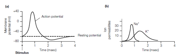 1065_Action potential.png