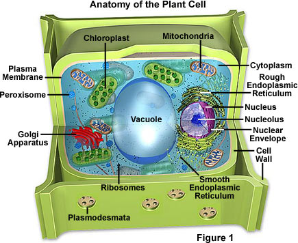 1078_plantcell.jpg