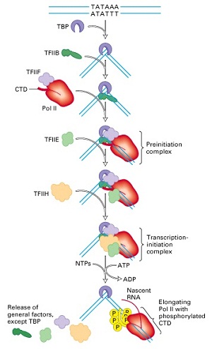 1080_Transcription in Eukaryotes.JPG