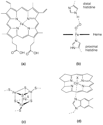 1080_dioxygen transport.png