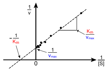 1084_Enzyme Kinetics.png