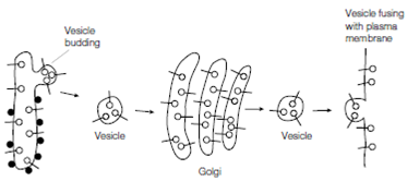 1098_Plasma membrane proteins.png