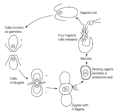 Life Cycles In The Archaeplastida: Chlorophytes, Life cycles ...