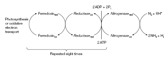 1128_Nitrogenase complex.png