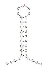 1141_RNA secondary structure.png