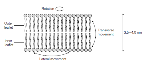 1162_Membrane fiuidity.png