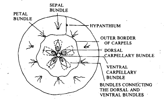 1179_Development of Fruit.png