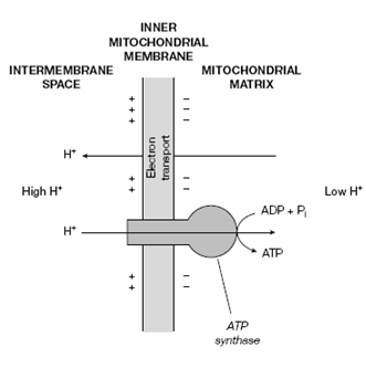 1189_Oxidative phosphorylation.png