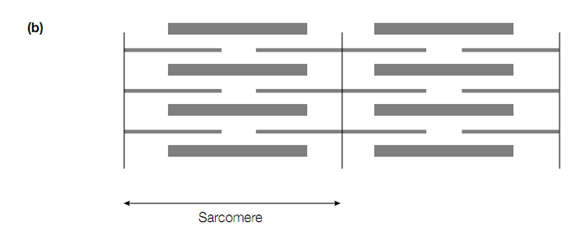 1205_muscle structure1.png