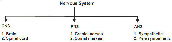 120_nervous system chart.png