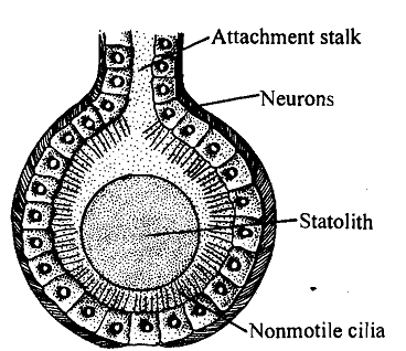 125_Mechanoreceptors - Receptors.png