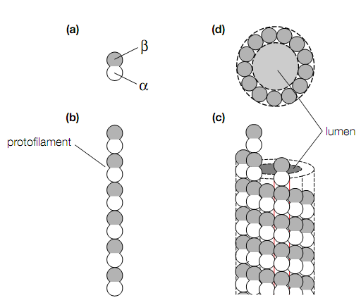 1351_molecular motors.png