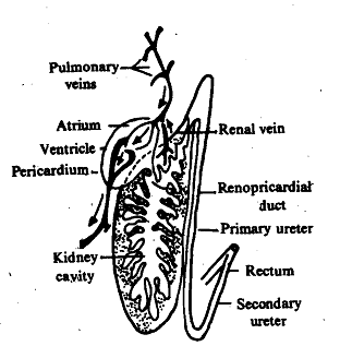 1355_Molluscan Kidney.png