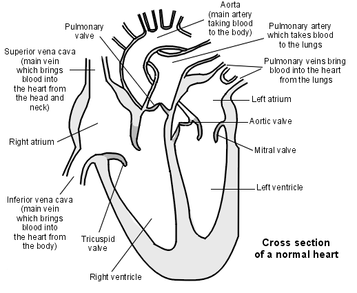 1357_cross section of a normal heart.png