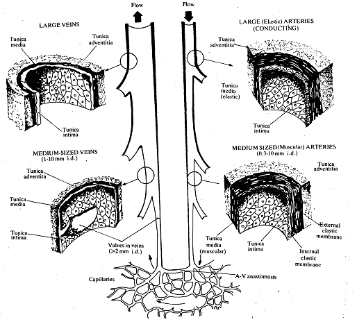 143_Arteries - Circulation.png