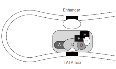 1460_Transcription factors have multiple domains.png