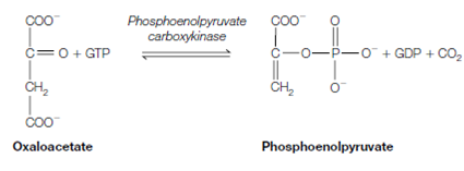 1496_Precursors for gluconeogenesis1.png