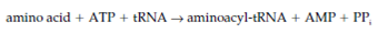 1501_Synthesis of aminoacyl-tRNA3.png