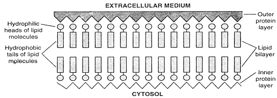 1526_unit membrane model.png