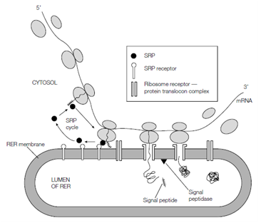 153_Plasma membrane proteins1.png