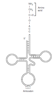 1558_Synthesis of aminoacyl-tRNA.png